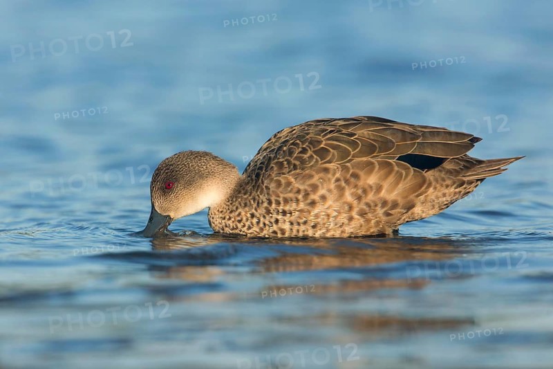 Grey Teal (Anas gracilis), Victoria, Australia