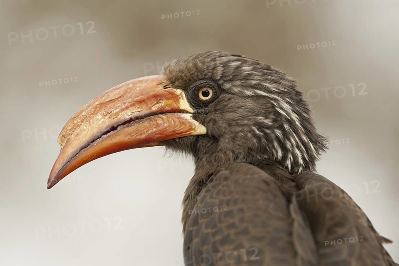 Crowned Hornbill (Lophoceros alboterminatus), South Africa