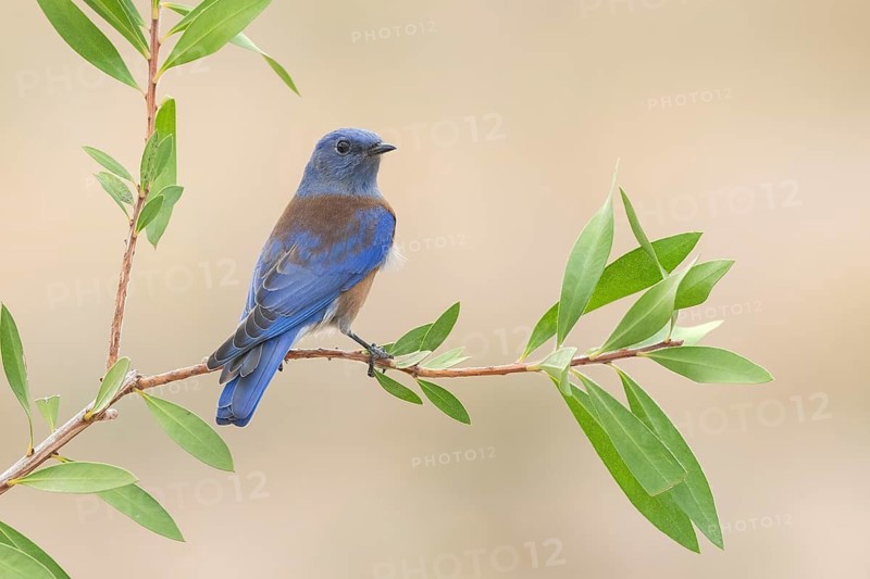 Western Bluebird (Sialia mexicana) male, California, USA