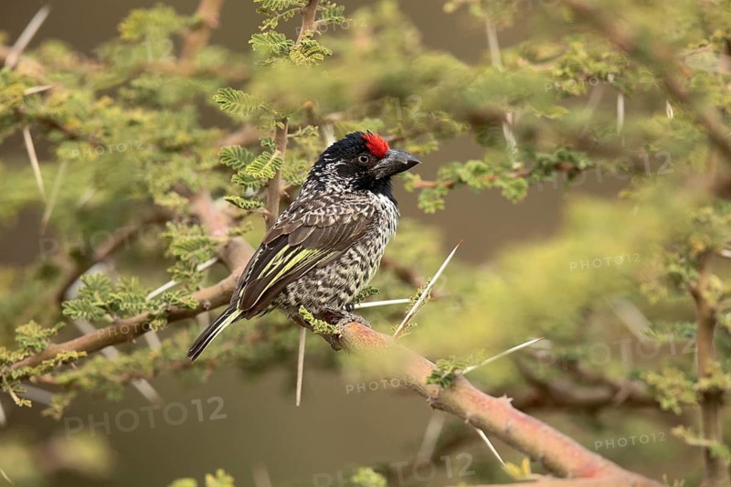 Banded Barbet (Lybius undatus leucogenys), Melka Ghebdu, Ethiopia