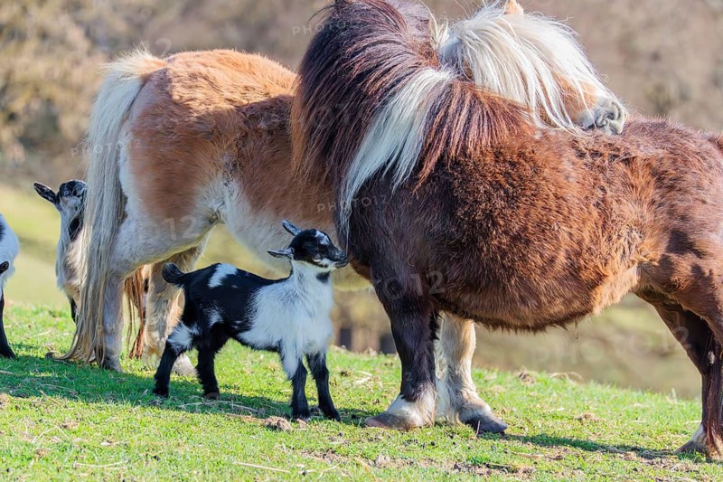 Two young pygmy goats (Capra hircus) are playing with the manes of two Falabella (Equus ferus caballus) horses, who are grooming each other. Austria