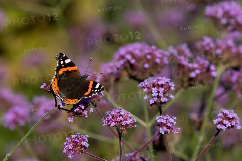 Red admiral butterfly (Vanessa atalanta) adult insect feeding on garden purple Verbena flowers in the summer, England, United Kingdom