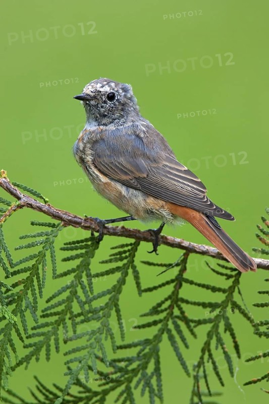 Common Redstart (Phoenicurus phoenicurus) juvenile, Berlin, Germany