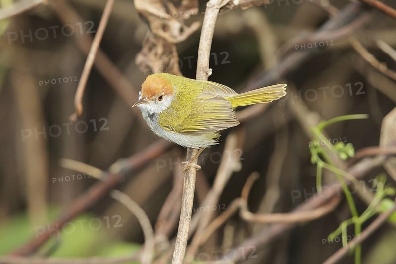 Dark-necked Tailorbird (Orthotomus atrogularis), Kaeng Krachan, Thailand