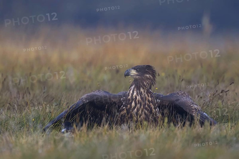 White-tailed Eagle (Haliaeetus albicilla) juvenile, Poland
