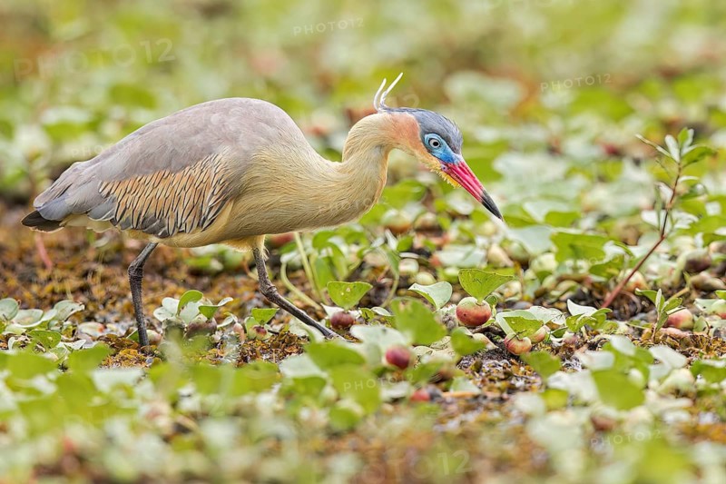 Whistling Heron (Syrigma sibilatrix) feeding in a marsh in the Pantanal of Brazil