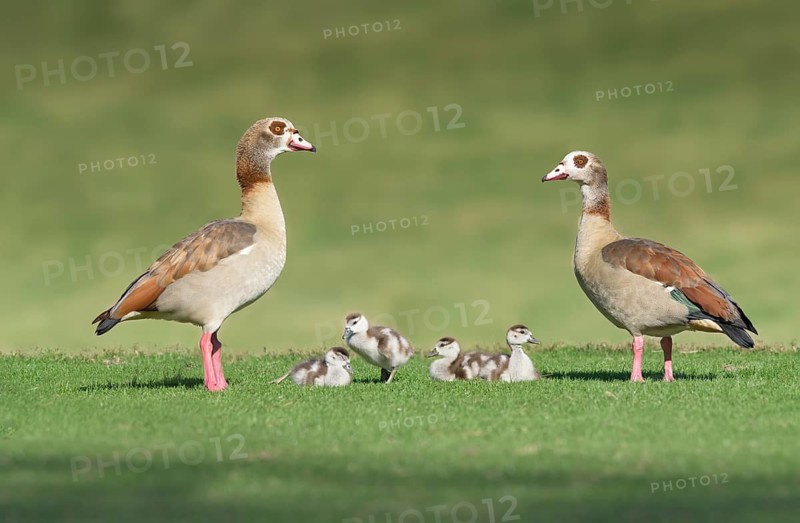 Egyptian Goose (Alopochen aegyptiaca) family, Texas, USA