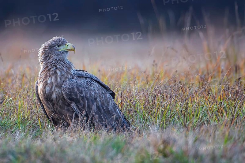 White-tailed Eagle (Haliaeetus albicilla) perched on the ground, Lodz, Poland