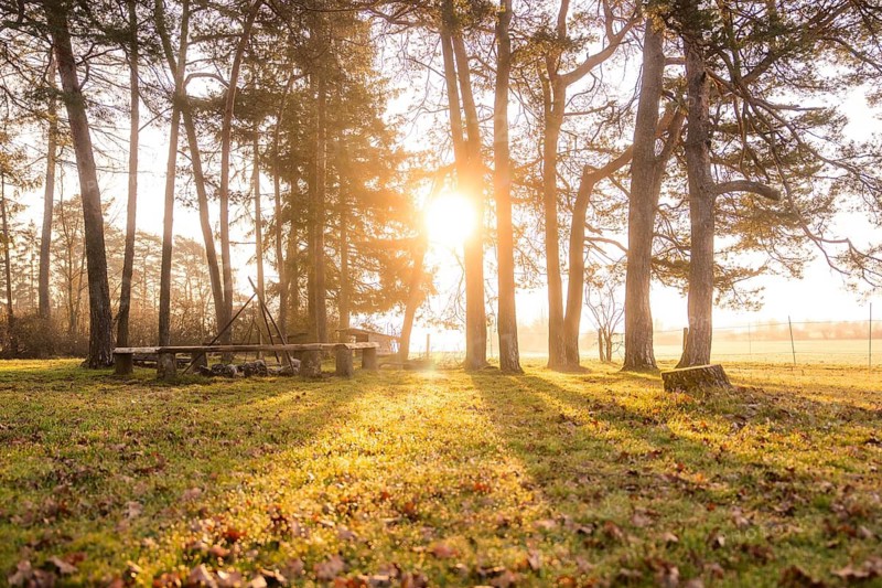 Rays of light pass through a forest clearing that illuminates the ground, barbecue area, Gechingen, Calw district, Germany