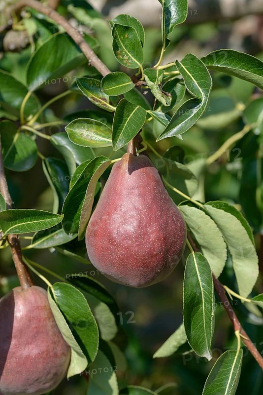 Pear (Pyrus communis 'Rote Williams Christ'),  Germany