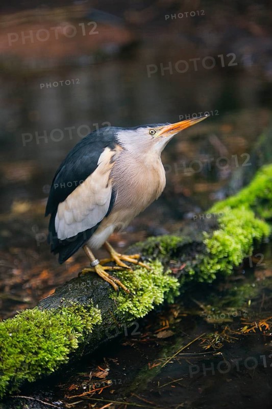 Little Bittern (Ixobrychus minutus), male adult bird, resting on a log, native to Europe, captive, Germany
