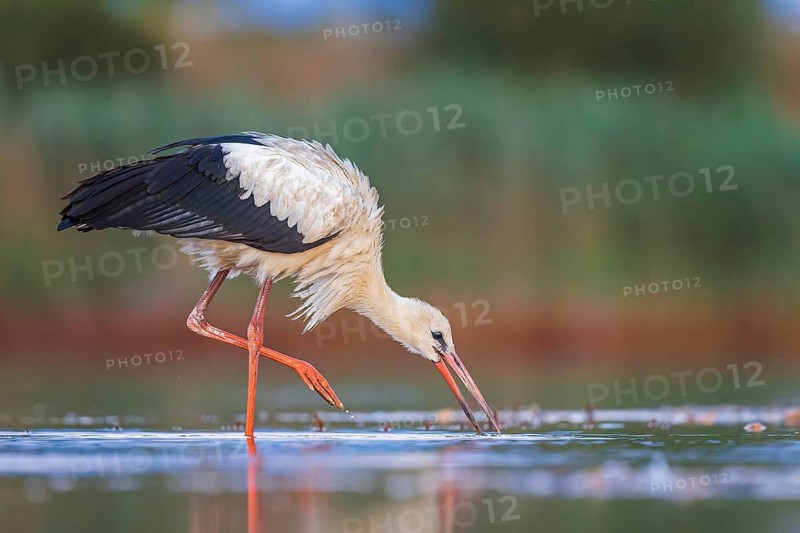 White Stork (Ciconia ciconia) foraging in shallow water, Saxony-Anhalt, Germany