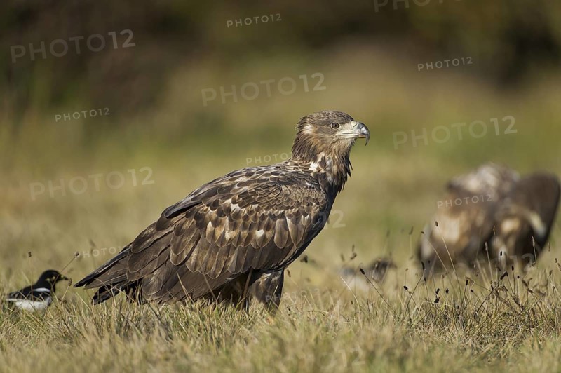 White-tailed Eagle (Haliaeetus albicilla) juvenile, Poland