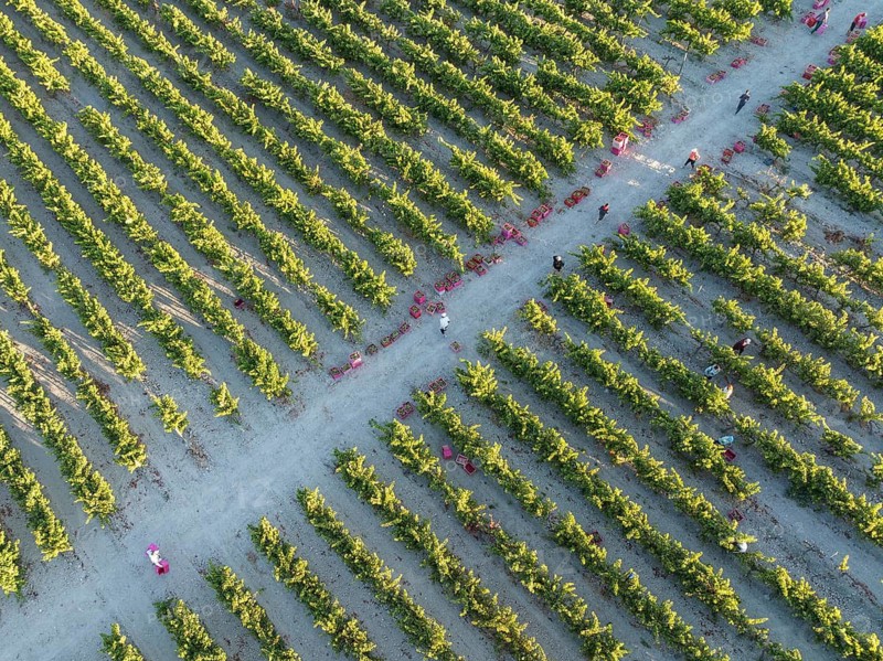 Vintage at the vineyard of the Bodega González Byass near the town of Jerez de la Frontera. Aerial view. Drone shot. Cádiz province, Andalusia, Spain