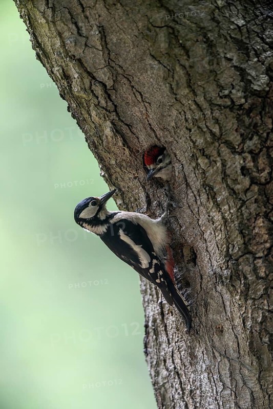Great spotted woodpecker (Dendrocopos major) at the cave with young, Emsland, Lower Saxony, Germany