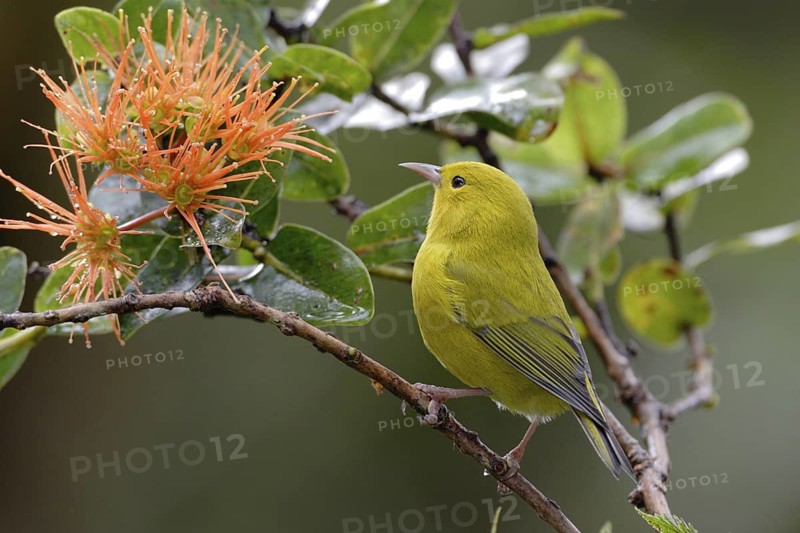 Anianiau, Maguma parvus, Hawaiian Honeycreeper