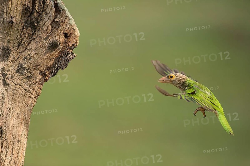 Lineated Barbet (Psilopogon lineatus) flying with food in beak, Chiang Mai, Thailand