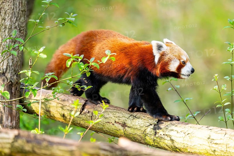 Red panda (Ailurus fulgens) walking on a tree, Germany