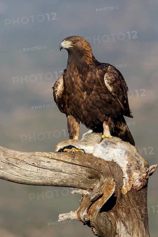 Golden Eagle (Aquila chrysaetos) male eating a rabbit, Castile and Leon, Spain