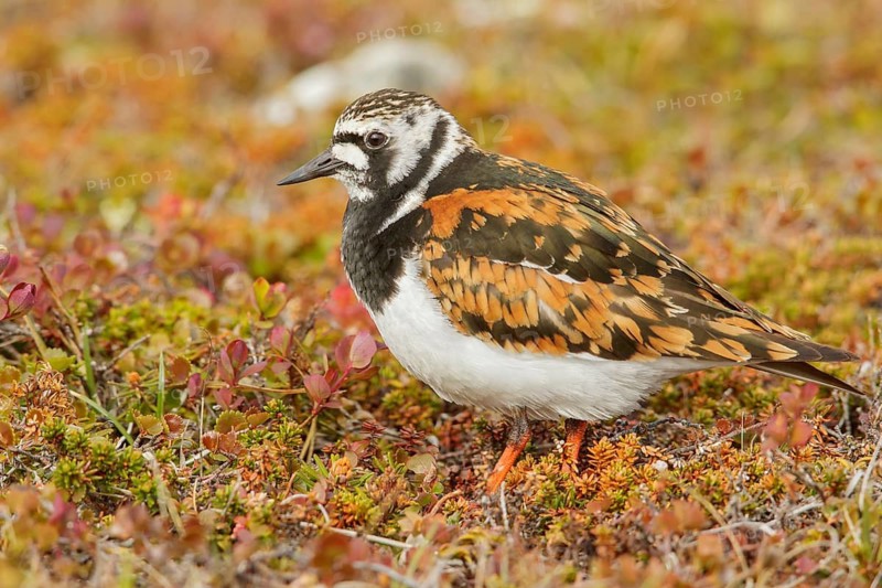 Ruddy Turnstone (Arenaria interpres) perched on the tundra in Nome, Alaska
