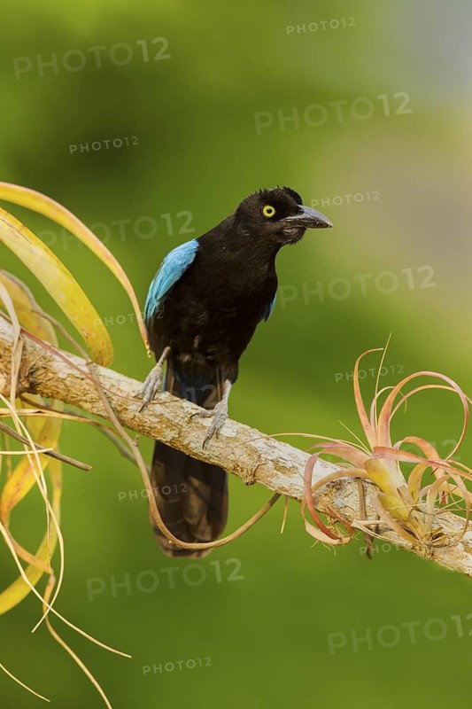 San Blas Jay Cyanocorax sanblasianus nelsoni El Tuito, Jalisco, Mexico 12 June Adult Corvidae