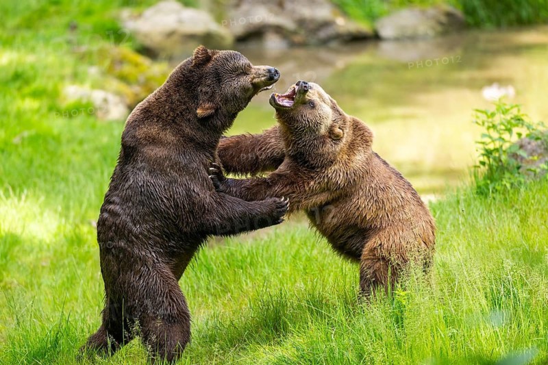 Eurasian brown bear (Ursus arctos arctos) playing with each other on a meadow, Bavarian Forest, Bavaria, Germany