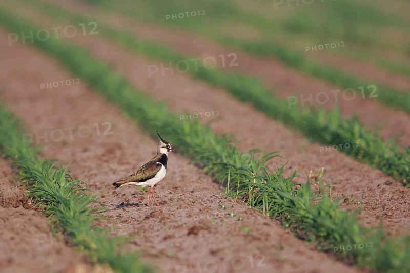 Northern Lapwing (Vanellus vanellus) female on a field, North Rhine-Westphalia, Germany