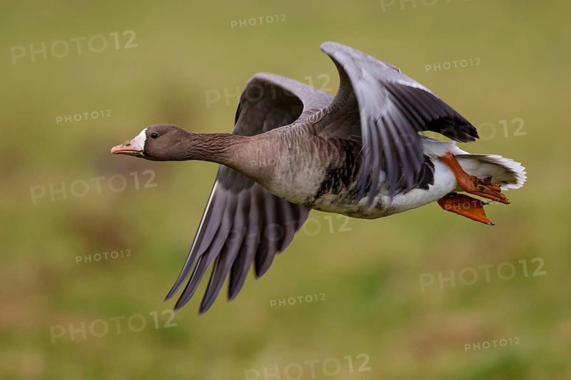 Greater White-fronted Goose (Anser albifrons) flying, North Rhine-Westphalia, Germany