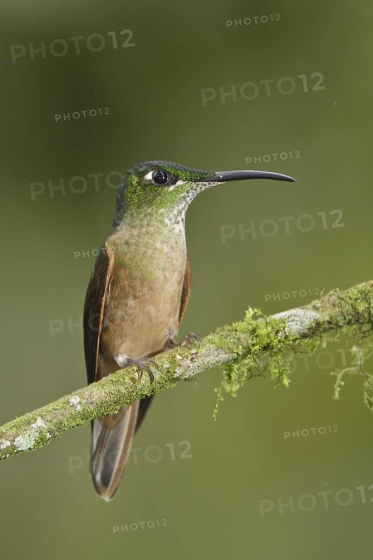 Fawn-breasted Brilliant (Heliodoxa rubinoides), Ecuador