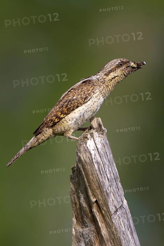 Eurasian Wryneck (Jynx torquilla), Navarra, Spain