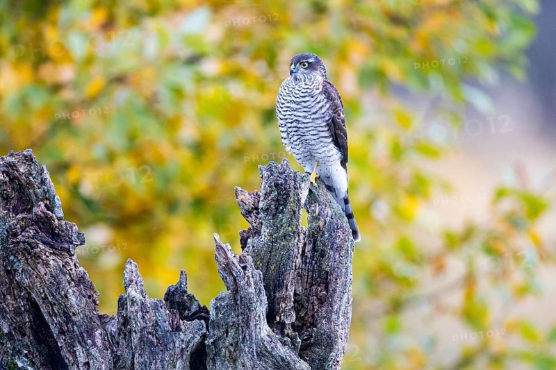 Sparrowhawk (Accipiter nisus) Germany