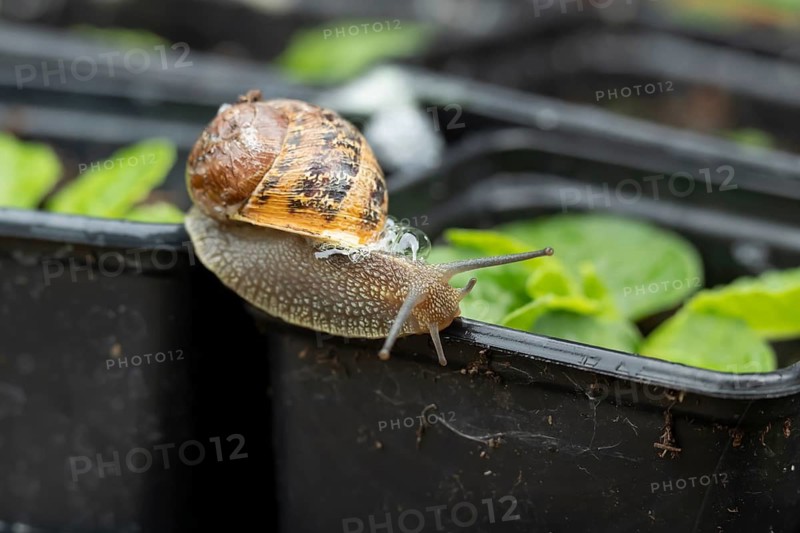 Garden snail (Cornu aspersum) adult gastropod molluscs on a garden plant pot in summer, England, United Kingdom