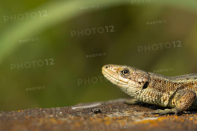Common lizard (Zootoca vivipara) adult reptile animal resting on a wooden sleeper, England, United Kingdom
