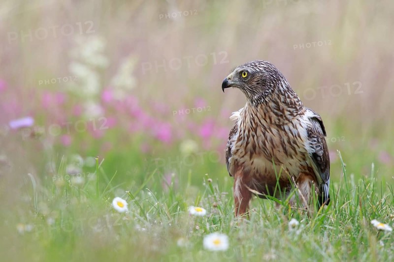 Western Marsh Harrier (Circus aeruginosus) male on grassland, Poland