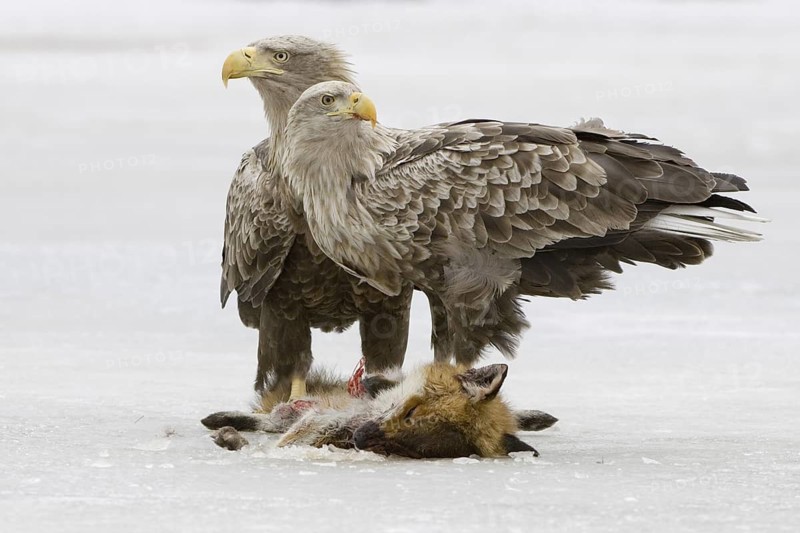 White-tailed Eagle (Haliaeetus albicilla), Mecklenburg-Western Pomerania, Germany
