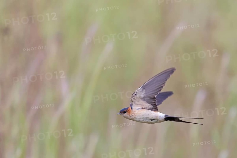 Rufous Swallow, (Cecropis rufula), Animals, Bird, Birds, Swallow, Swallow family, Lesbos, Greece