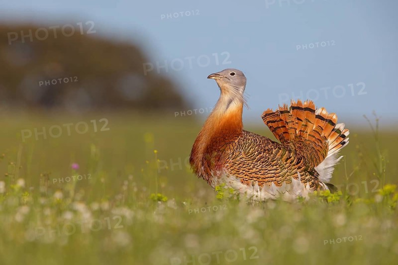 Great bustard (Otis tarda), Outarde barbue, Avutarda Común, Spain, Toledo, Hides De Calera / Great Bustard, Calera Y Chozas, Castilla La Mancha / Toledo, Spain