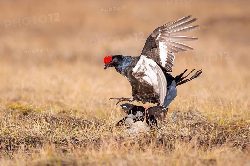 Black grouse (Lyrurus tetrix), black grouse courtship in Sweden, Fågelsjö, Gävleborgs län, Sweden