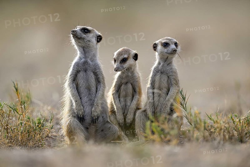 Meerkats or suricates (Suricata suricatta), Makgadikgadi Salt Pans, Makgadikgadi Pans National Park, Central District, Botswana