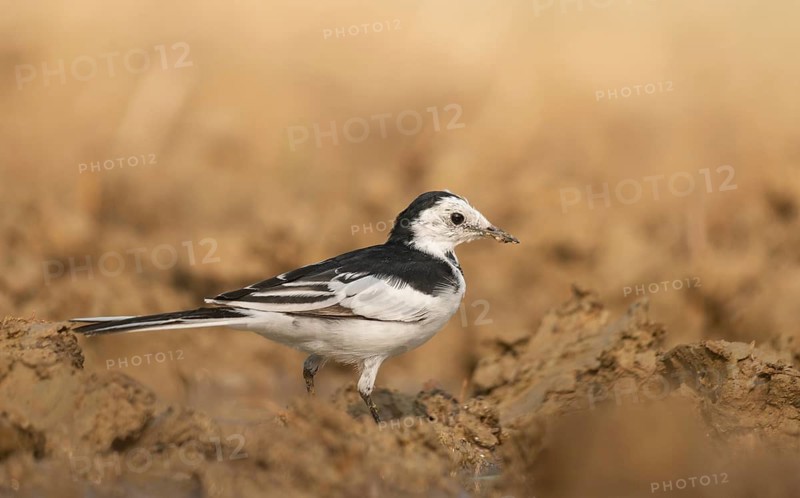 A white wagtail (Motacilla alba) stands on the ground against a blurred background, Sreepur, Gazipur, Bangladesh
