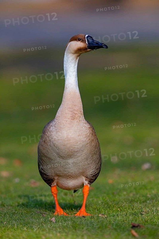 Swan goose, (Anser cygnoides), field goose, duck family, Europe, Luisenpark, Mannheim, Baden-Württemberg, Germany