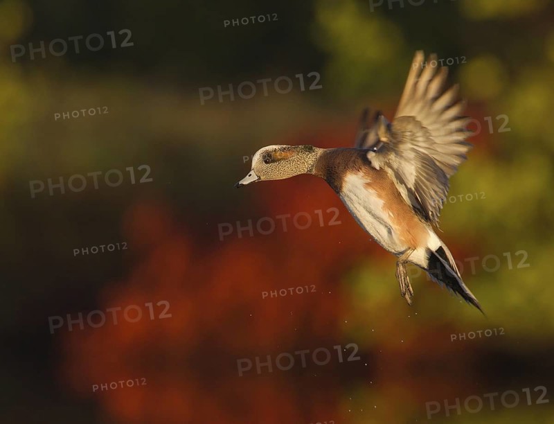 American Wigeon (Mareca americana) male flying, Florida, USA