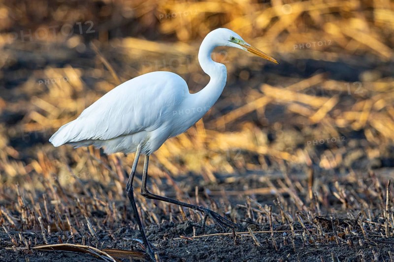 Great White Egret (Egretta alba) Germany