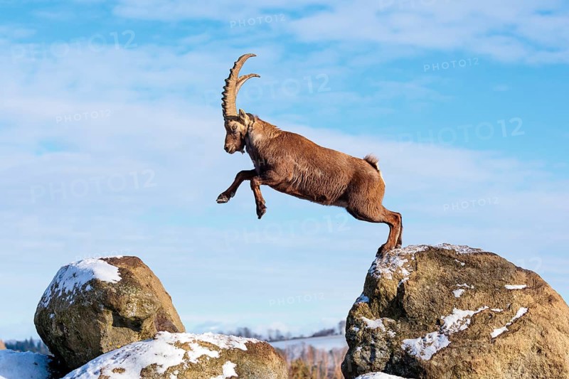 A male ibex (Capra ibex) jumps from rock to rock. Morning light against a blue sky with clouds. Carinthia, Austria