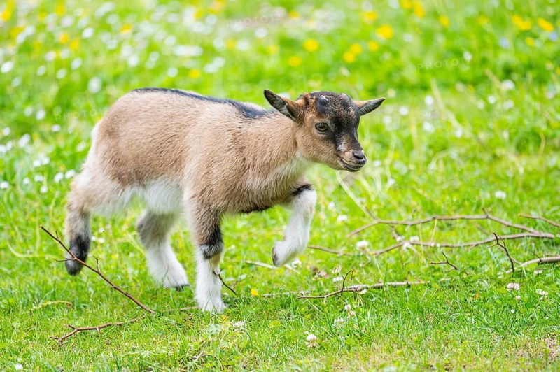 Domestic goat (Capra aegagrus hircus) kid walking on a meadow in spring, Bavaria, Germany
