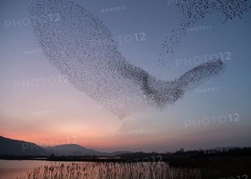 Common Starling (Sturnus vulgaris) huge flock flying in formation, Wales, United Kingdom
