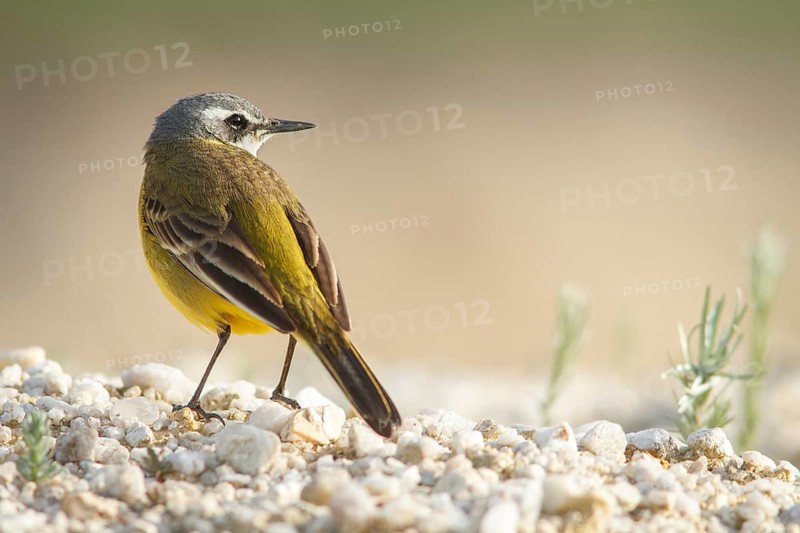 Spanish Wagtail (Motacilla flavia iberiae), on field floor, Galicia, Spain