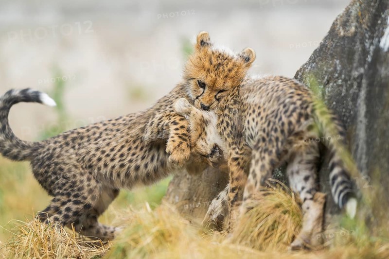 Cheetah (Acinonyx jubatus) youngsters playing with each other, captive, occurrence Africa