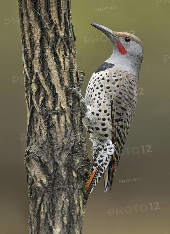 Northern Flicker (Colaptes auratus), British Columbia, Canada