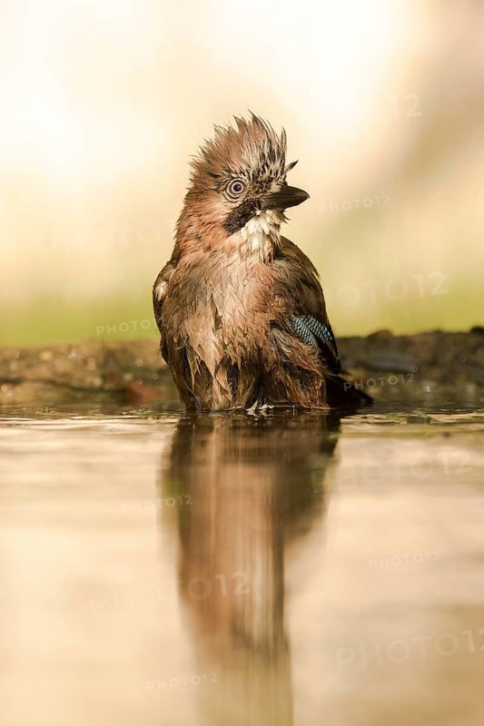 Eurasian Jay (Garrulus glandarius) bathing, Serbia